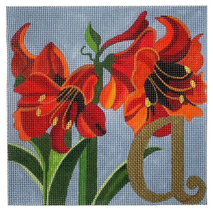 6x6 A for Amarylis