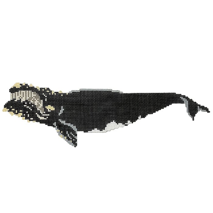 Atlantic Right Whale
