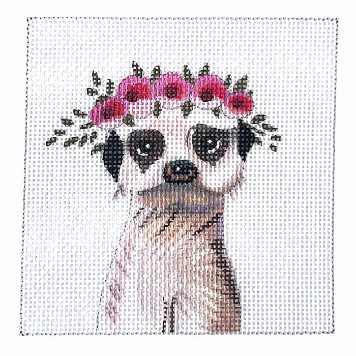 Baby Meerkat
