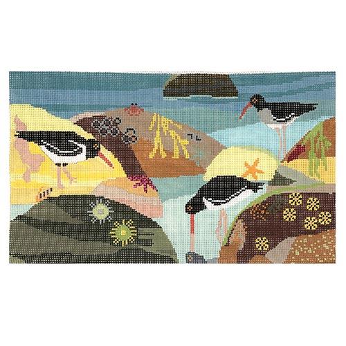Oyster Catcher Birds