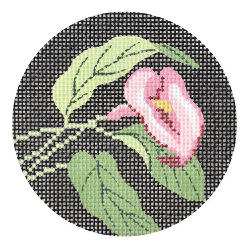 Calla Lily