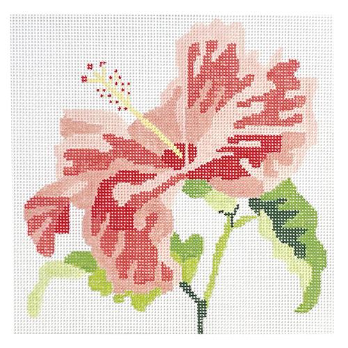 Coral Hibiscus Bloom