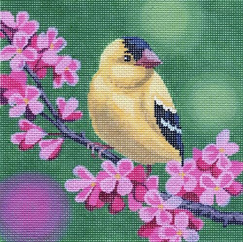 Gold Finch on Cherry Blossoms