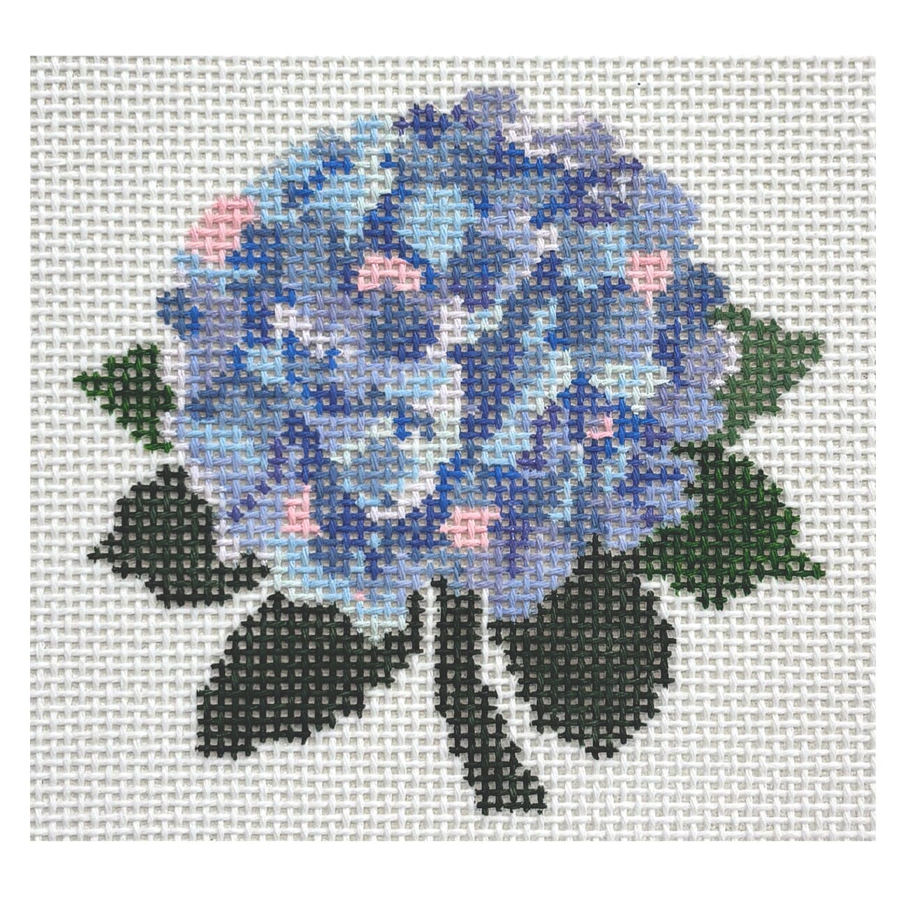 Hydrangea