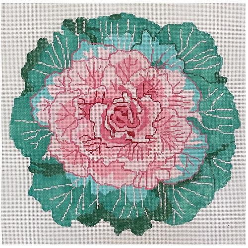 Flowering Kale #1 14"