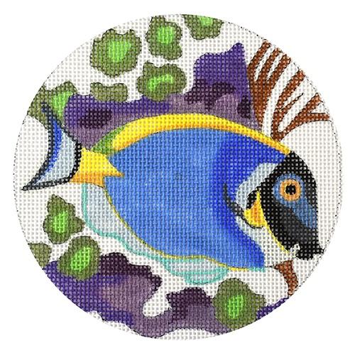 Powder Blue Tang Fish