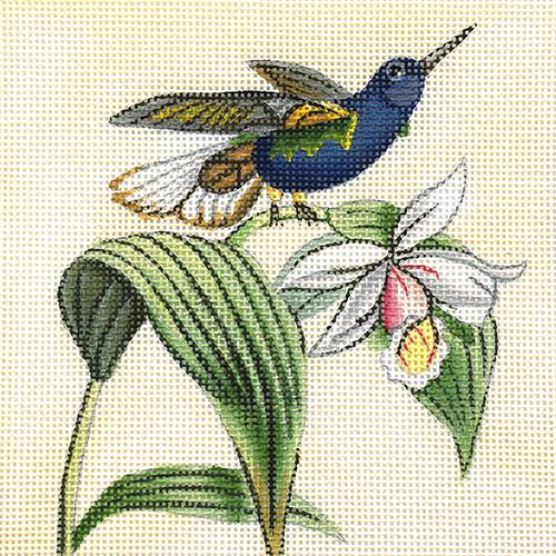 Blue Hummingbird