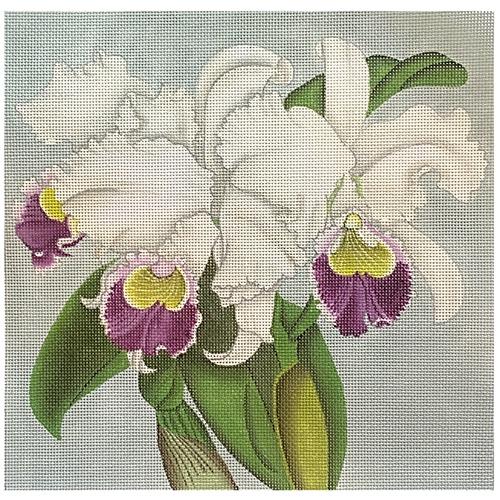 Purple & White Orchids