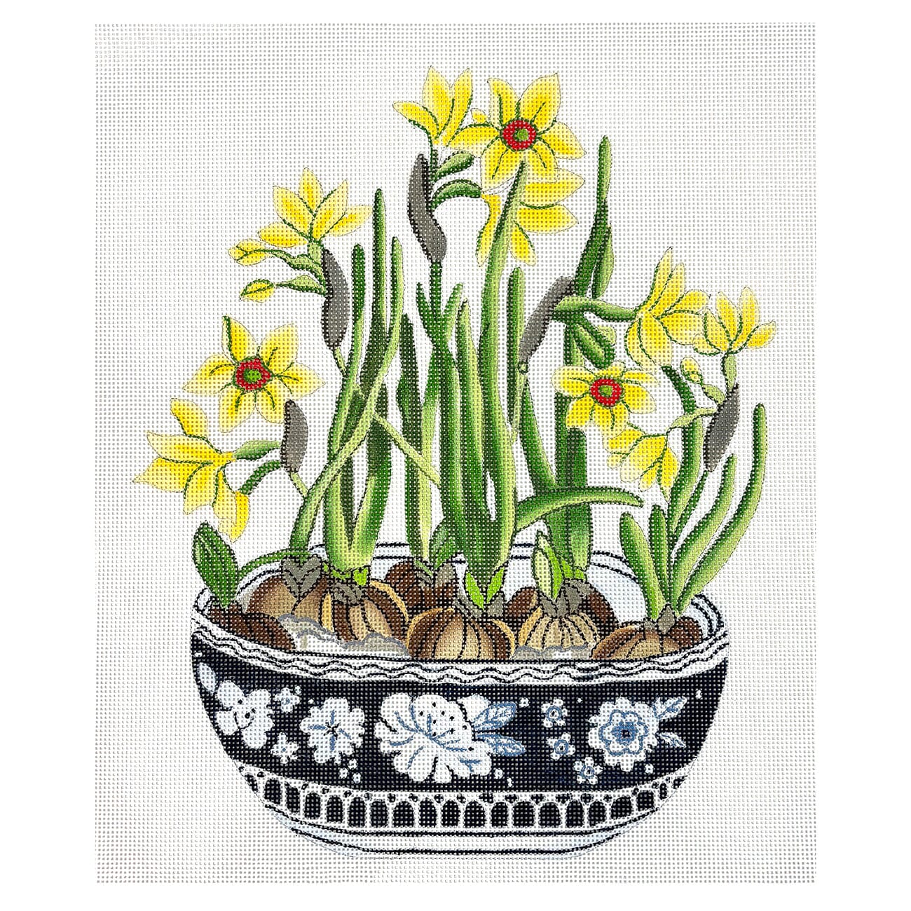 Narcissus in Planter