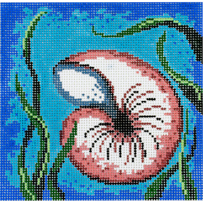 Nautilus with White Coral on Aqua