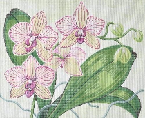 Orchids on 18