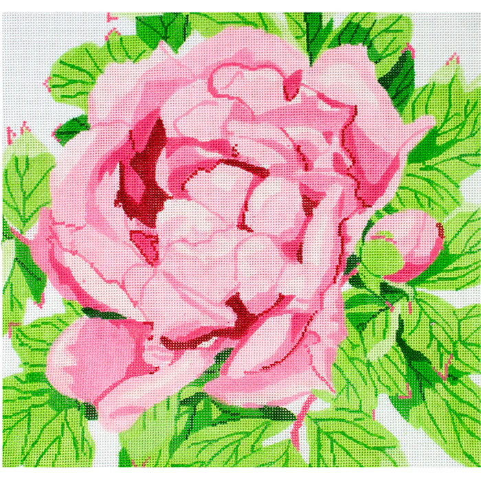 Pink Peony Blossom