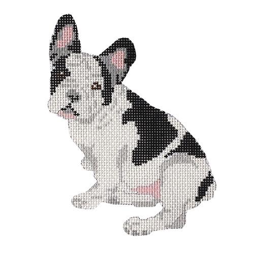 French Bull Dog