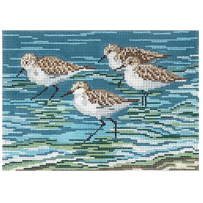 Sanderlings on 13