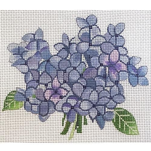Hydrangea Bloom