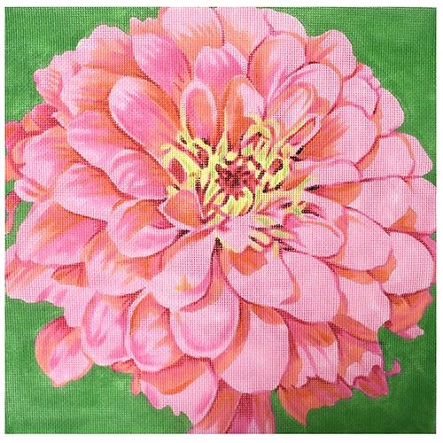 Cosmopolitan Zinnia on Green
