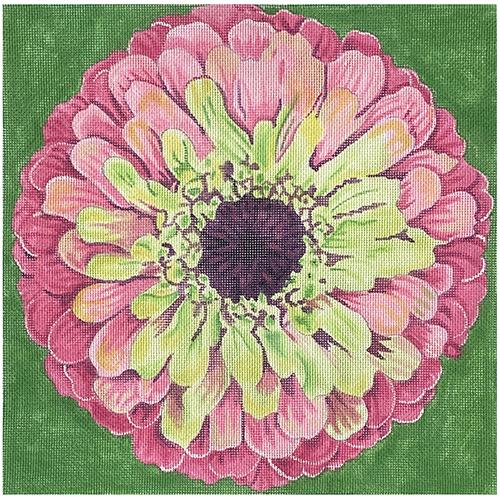 Grenadine Zinnia/Green Background