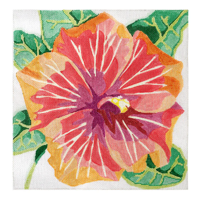 Tropical Hibiscus